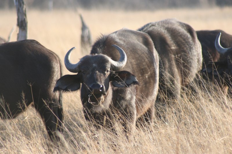 South African Buffalo